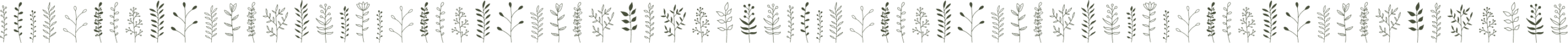 decorative line plants